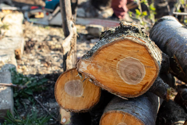 Best Root Management and Removal  in Dunean, SC