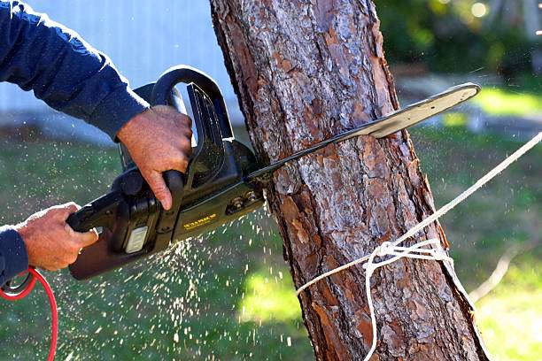 Best Utility Line Clearance  in Dunean, SC