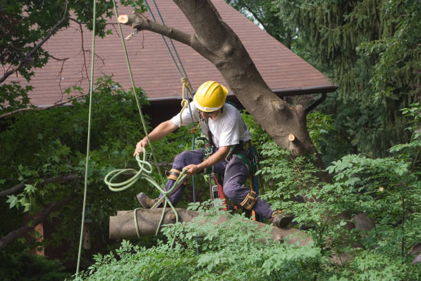 Best Hedge Trimming  in Dunean, SC